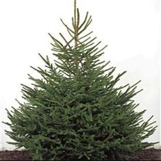 Christmas Tree 7ft