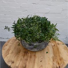 Jasmine Planter 