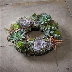 Sustainable Succulent Wreath Planter 