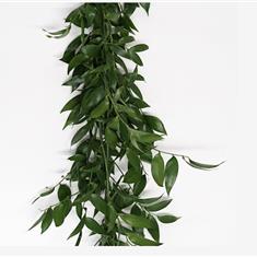 Soft Ruscus Garlands