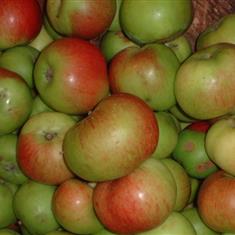 Apples Bramley