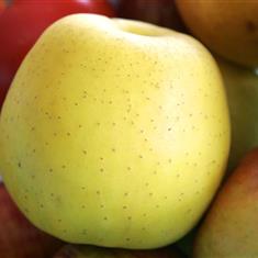 Apples Golden Delicious