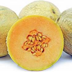 Melon Canteloupe