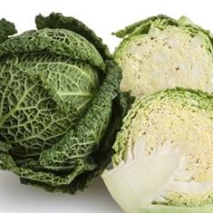 Cabbage Savoy