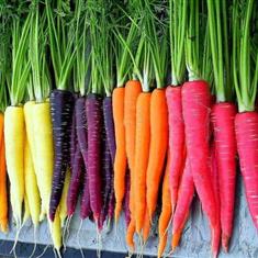 Carrots Mixed Coloured
