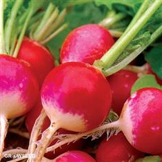 Radish