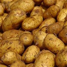 Potatoes Maris Piper
