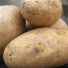 Potatoes Golden Wonders