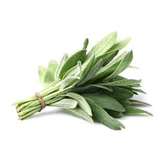 Fresh Herbs Sage