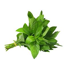 Fresh Herbs Basil