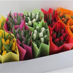 Bouquet Tulip Mixed