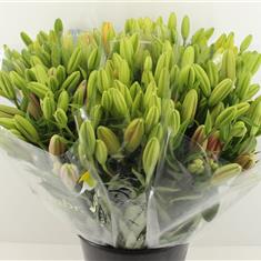 Bouquet Lilies Mixed
