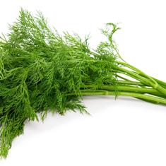 Fresh Dill