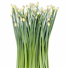 Garlic Chives