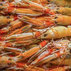 Langoustine