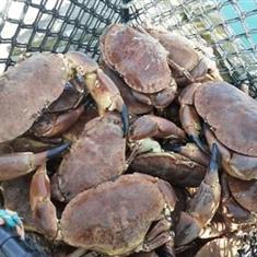 Edible Crab