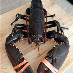 Lobster Medium 750g