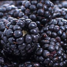 Blackberries