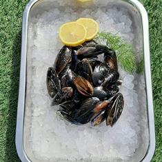 Mussels