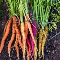 Carrots Herriatge Bunch New Season