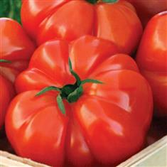 Beef Tomatos