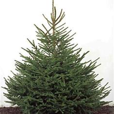 Xmas Tree 5ft