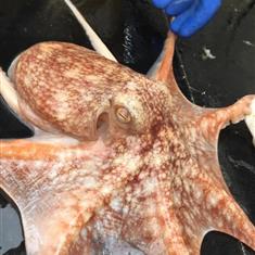 Scottish Octopus