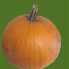 Pumpkin  X-Large