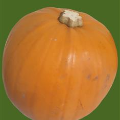 Pumpkin  Medium